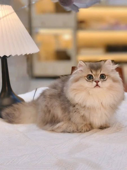 Munchkin Longhair