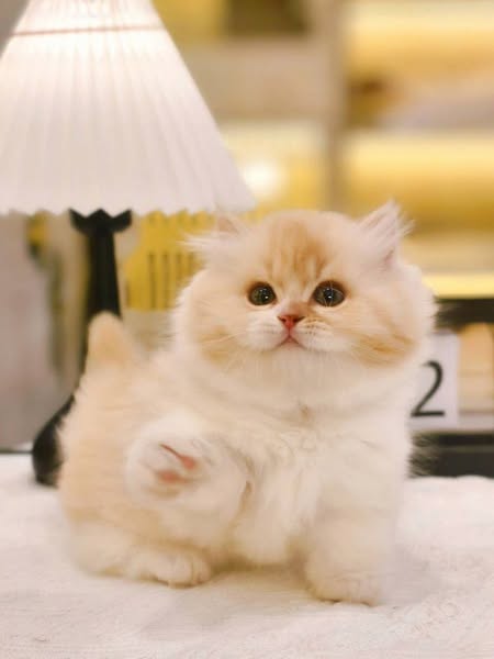 Munchkin Longhair