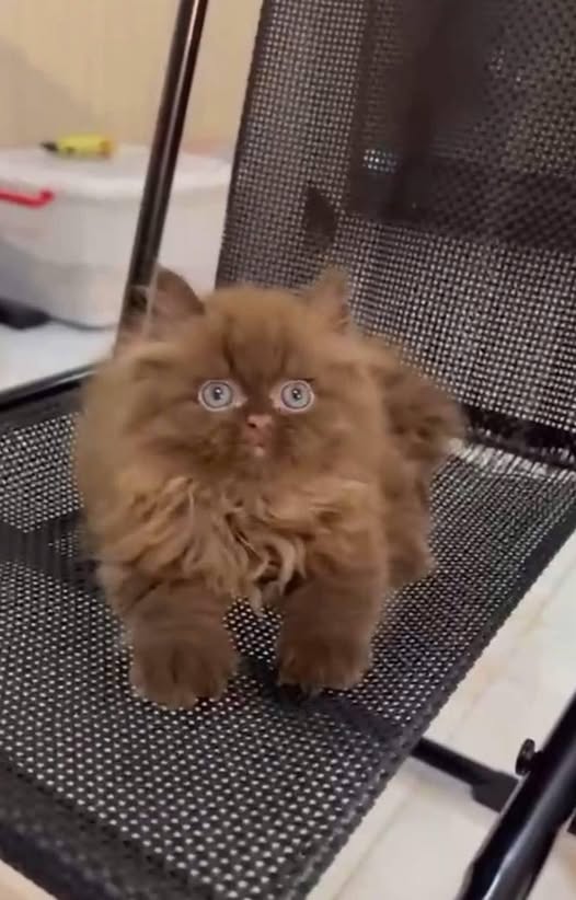 British Longhair
