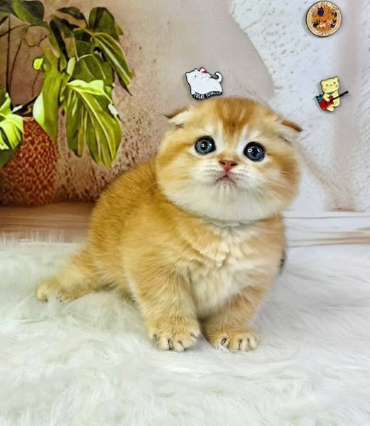 Munchkin Fold