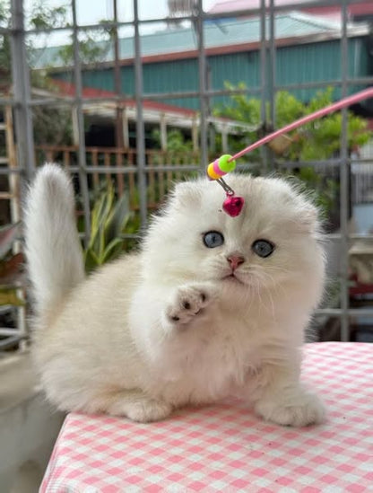 Munchkin Fold Longhair