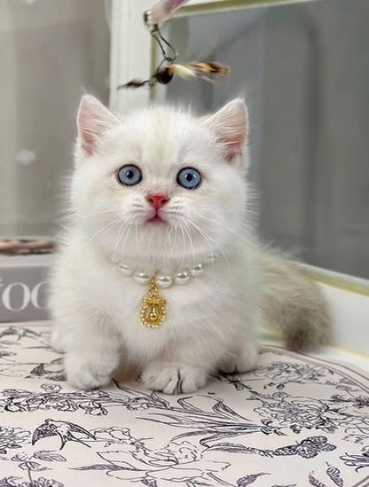 Munchkin