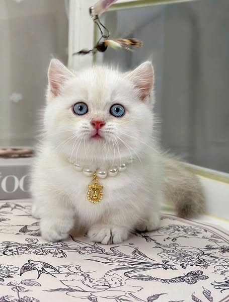 Munchkin
