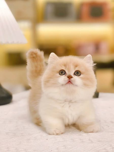 Munchkin Longhair
