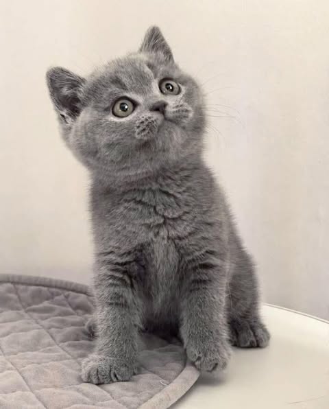 British Shorthair