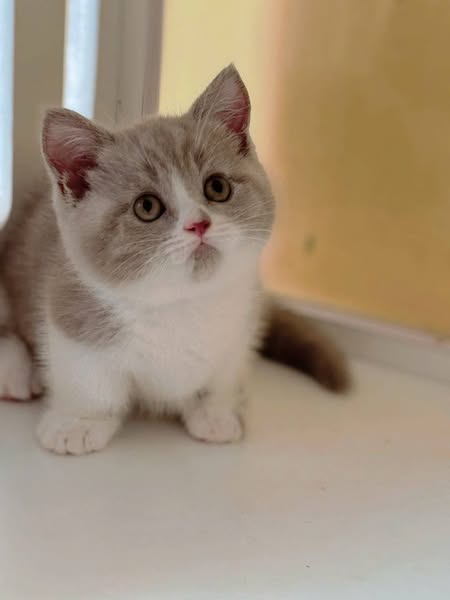 Munchkin
