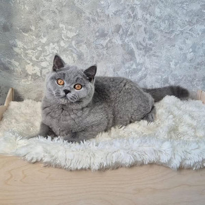 Munchkin