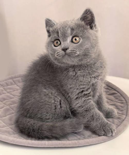 British Shorthair
