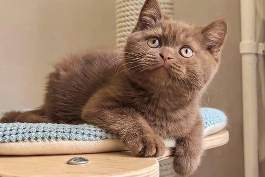 British Shorthair