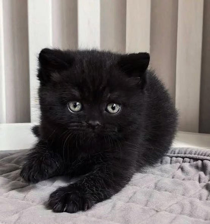 British Shorthair