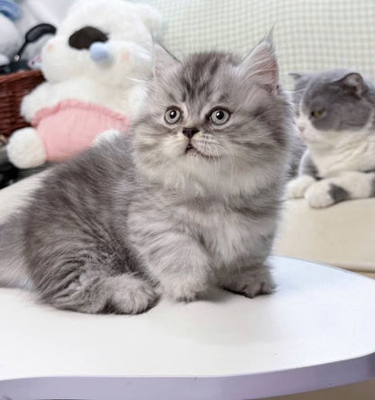 Munchkin Longhair