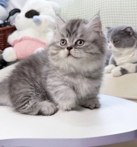 Munchkin Longhair