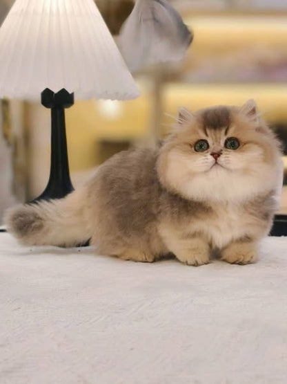 Munchkin Longhair