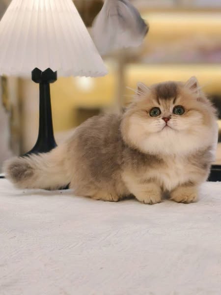 Munchkin Longhair