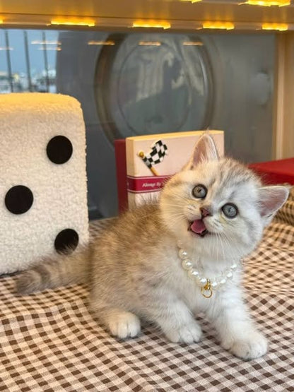 British Shorthair