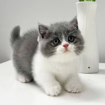 Munchkin