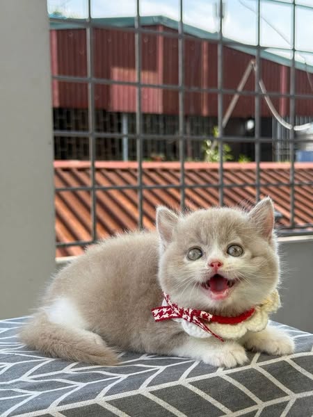 British Shorthair