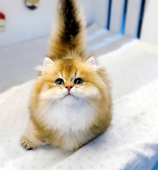 Munchkin Longhair