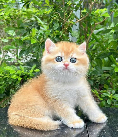 British Shorthair