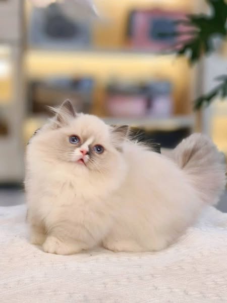 Munchkin Ragdoll