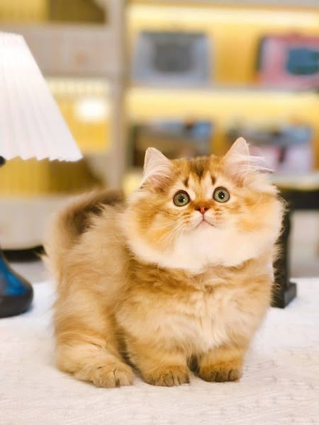 Munchkin Longhair