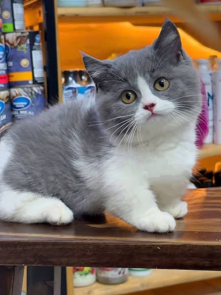 Munchkin