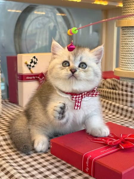 British Shorthair