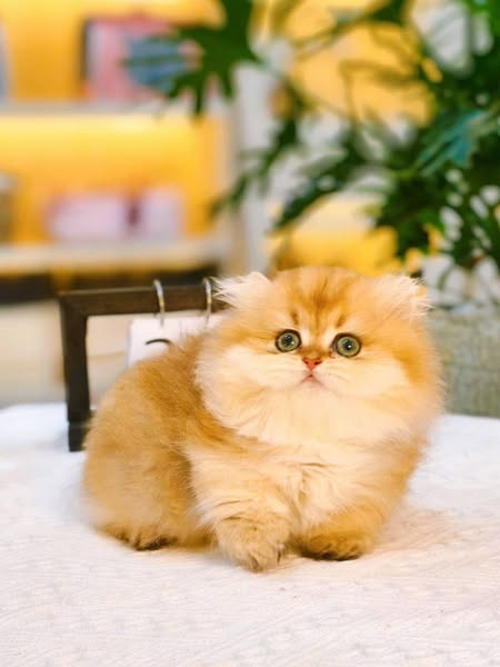 Munchkin Longhair