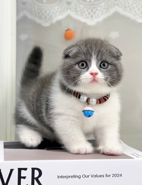 Scottish Fold