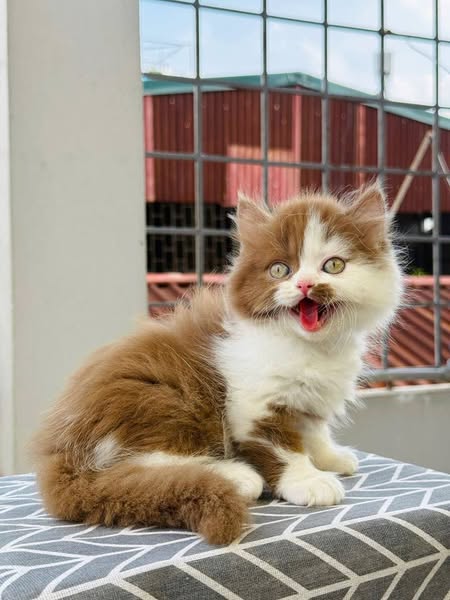 British Longhair
