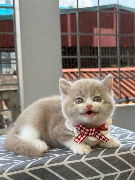 British Shorthair