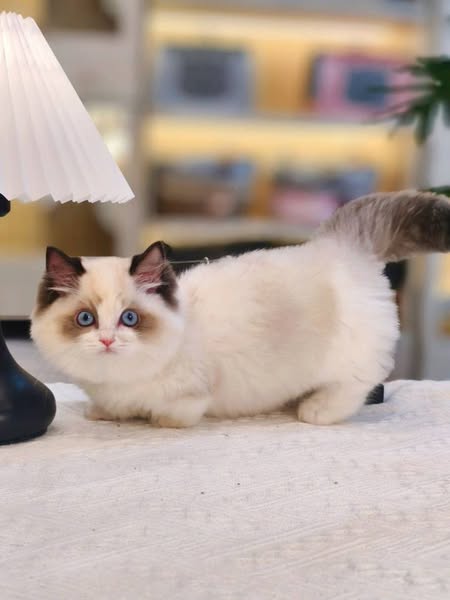 Munchkin Ragdoll