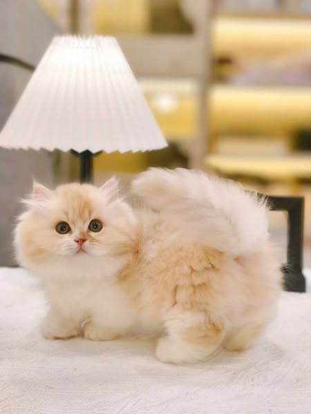 Munchkin Longhair