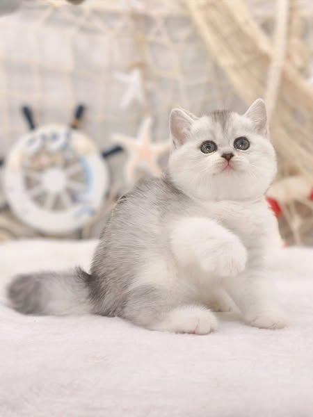 British Shorthair