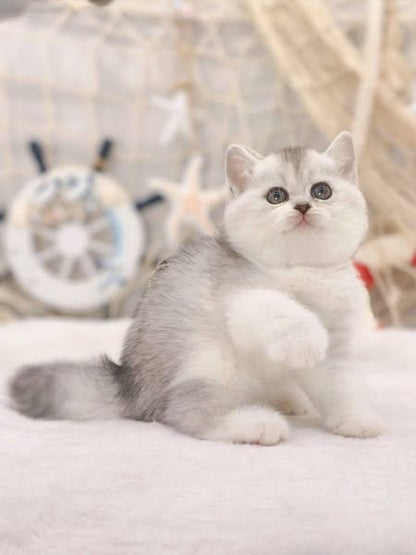 British Shorthair