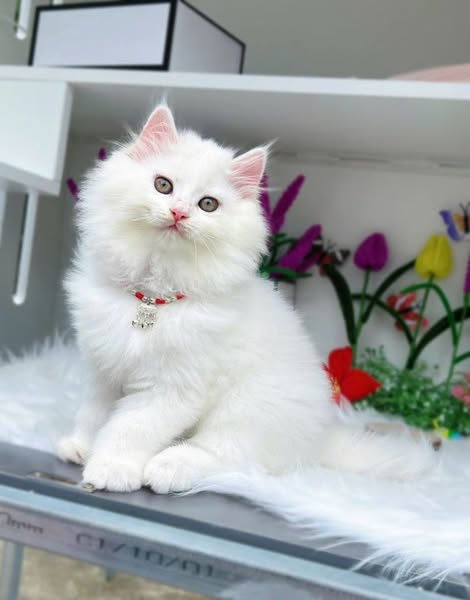 British Longhair
