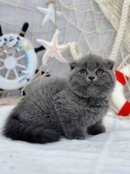 Scottish Fold