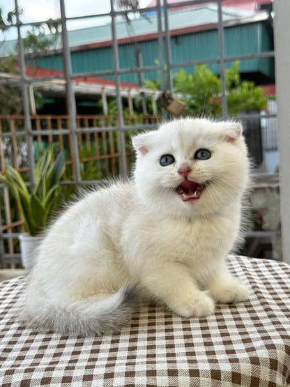 Scottish Fold