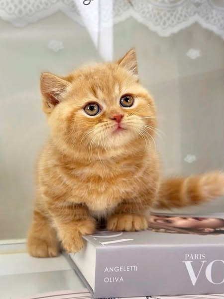 Munchkin