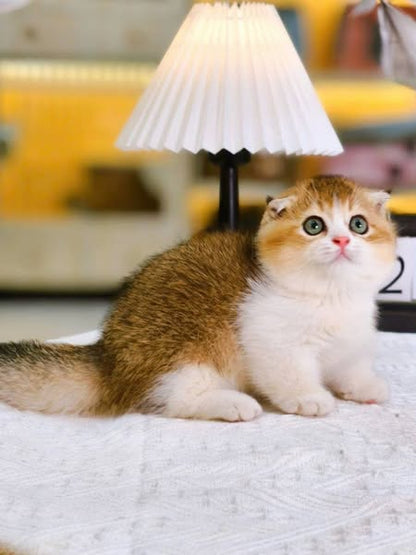 Munchkin Fold