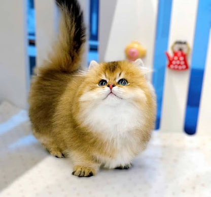 Munchkin Longhair