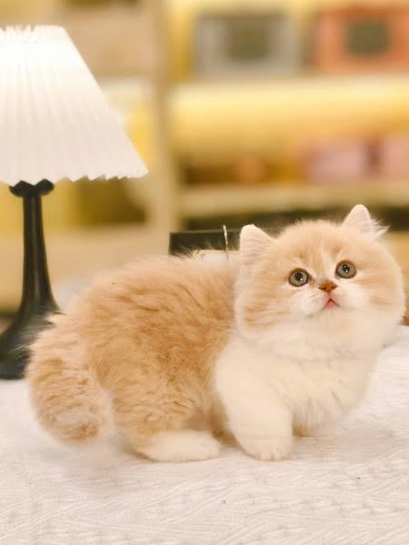 Munchkin Longhair