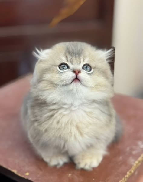 Munchkin Longhair