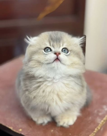Munchkin Longhair