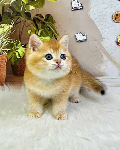 British Shorthair