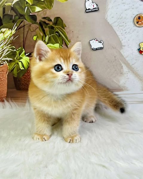 British Shorthair