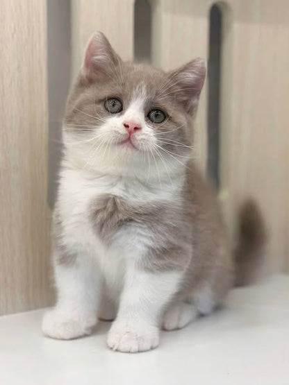 British Shorthair