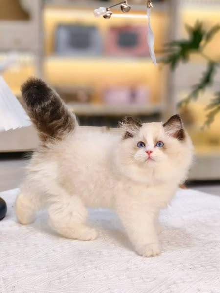 Ragdoll