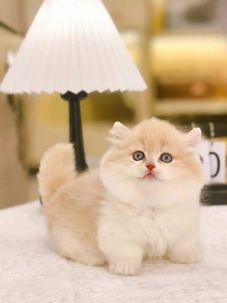 Munchkin Longhair