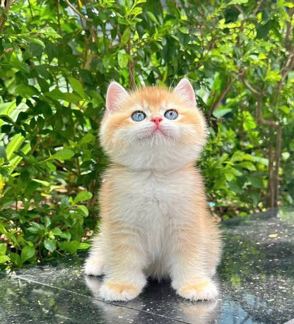 British Shorthair